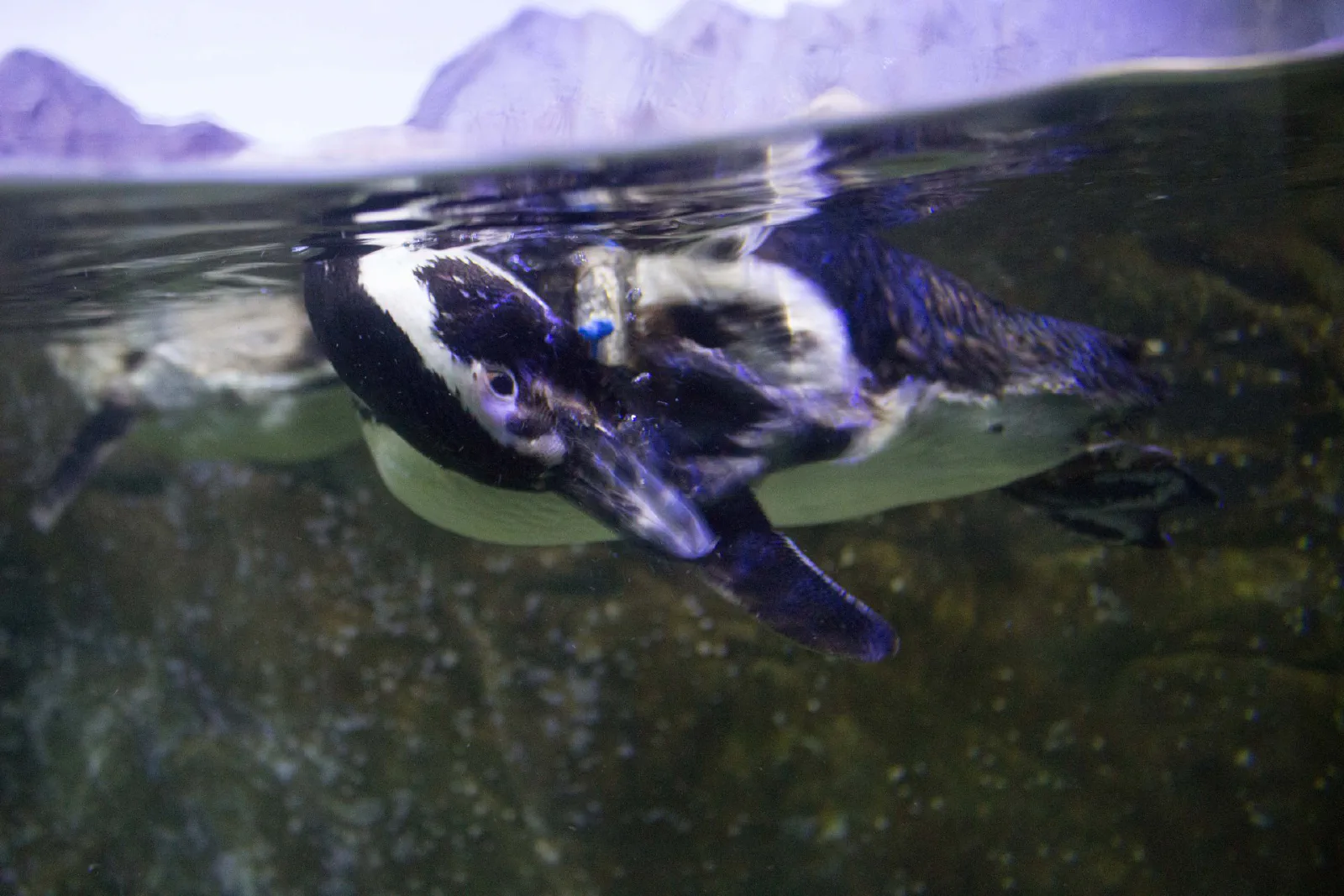 Foto de Aquário de Ubatuba ou Projeto Tamar