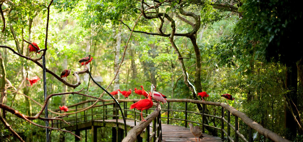 Parque das Aves