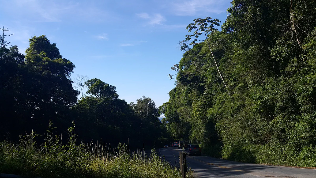 Rodovia Oswaldo Cruz descendo a serra no meio da Mata Atlântica.
