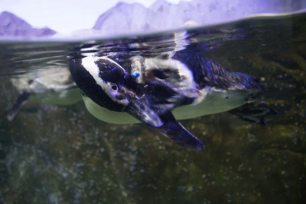 Pinguim nadando em um tanque do Aquário de Ubatuba.