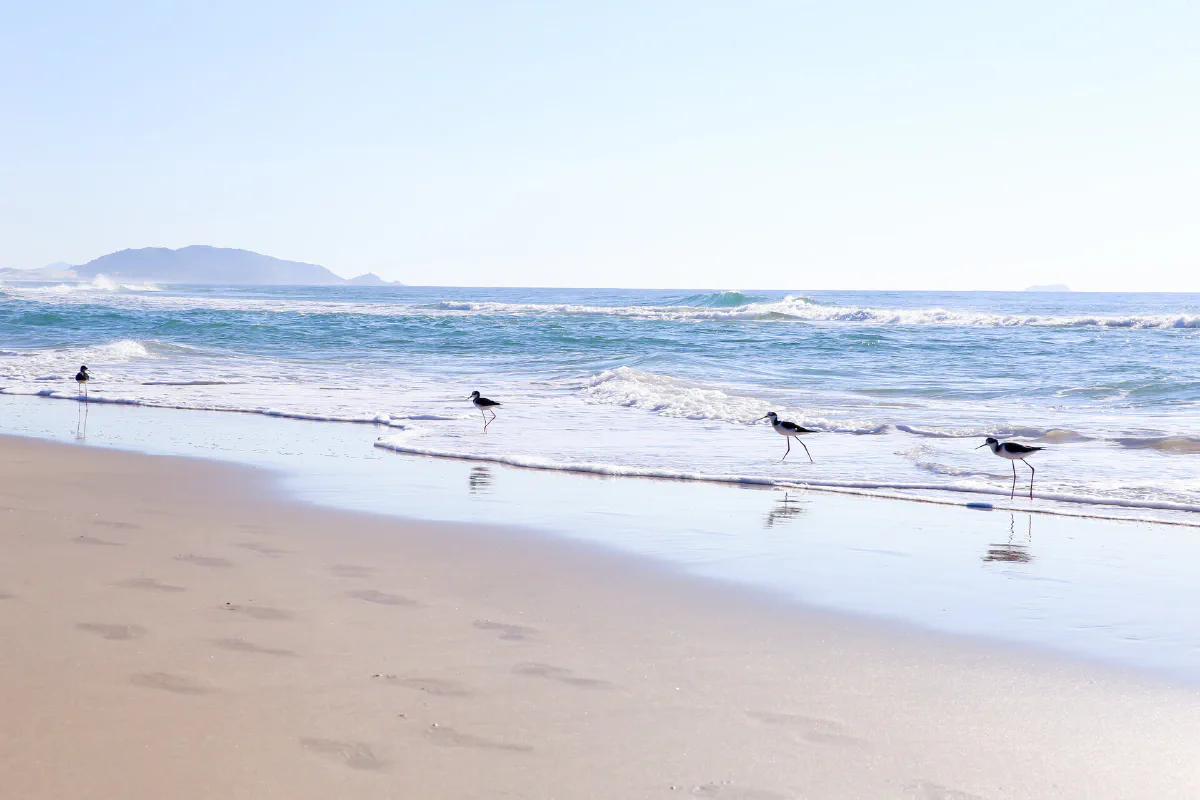 Aves na areia molhada da Praia do Campeche, com uma ilha no horizonte.