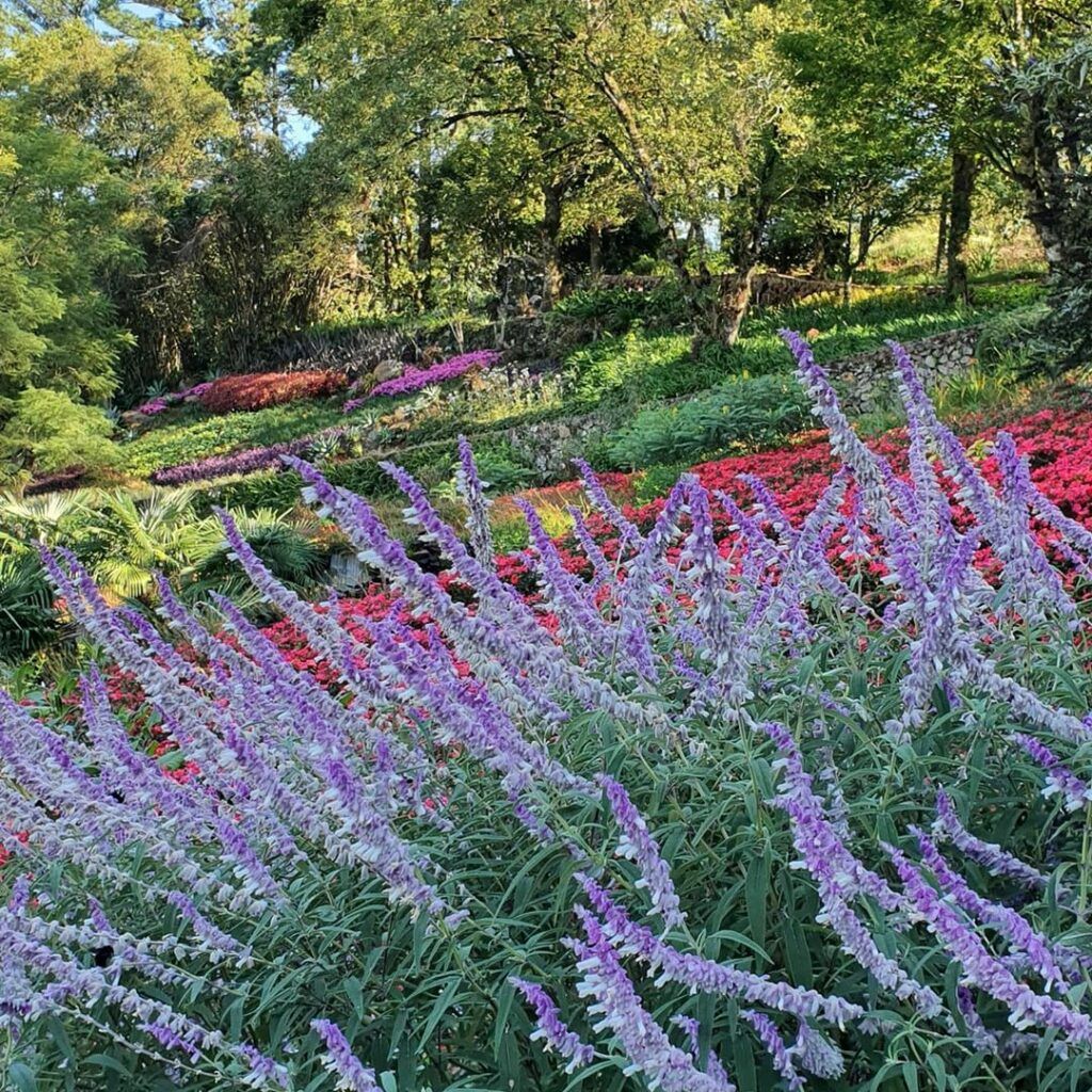 Le Jardin Parque de Lavanda em Gramado