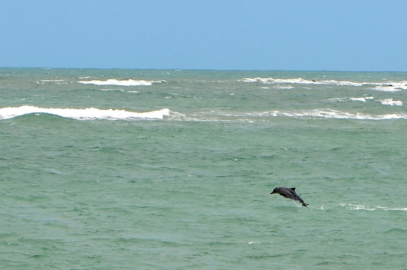 golfinho saltando no mar da Baía dos Golfinhos em 
Pipa e Tibau do Sul no Rio Grande do Norte 