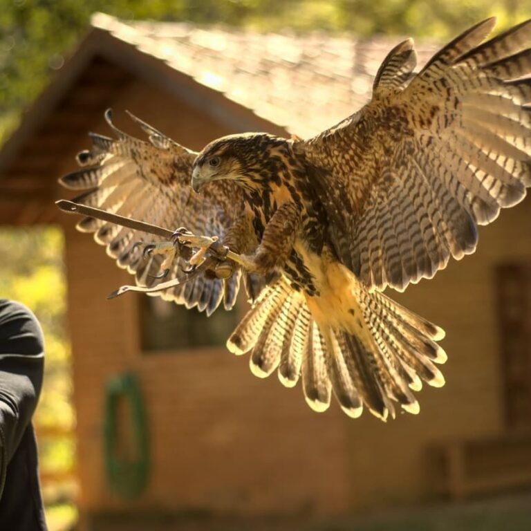 Falcão voando na Escola Falcoaria  em Monte Verde em Minas Gerais