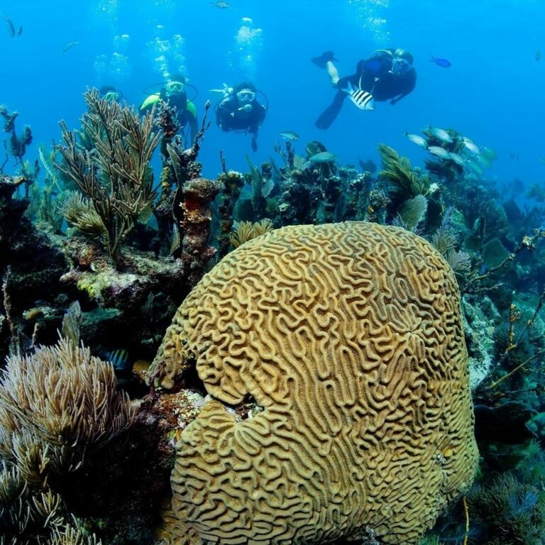 mergulhadores atrás de corais e flora marinha no Parque Marinho de Recife de Fora em Porto Seguro na Bahia